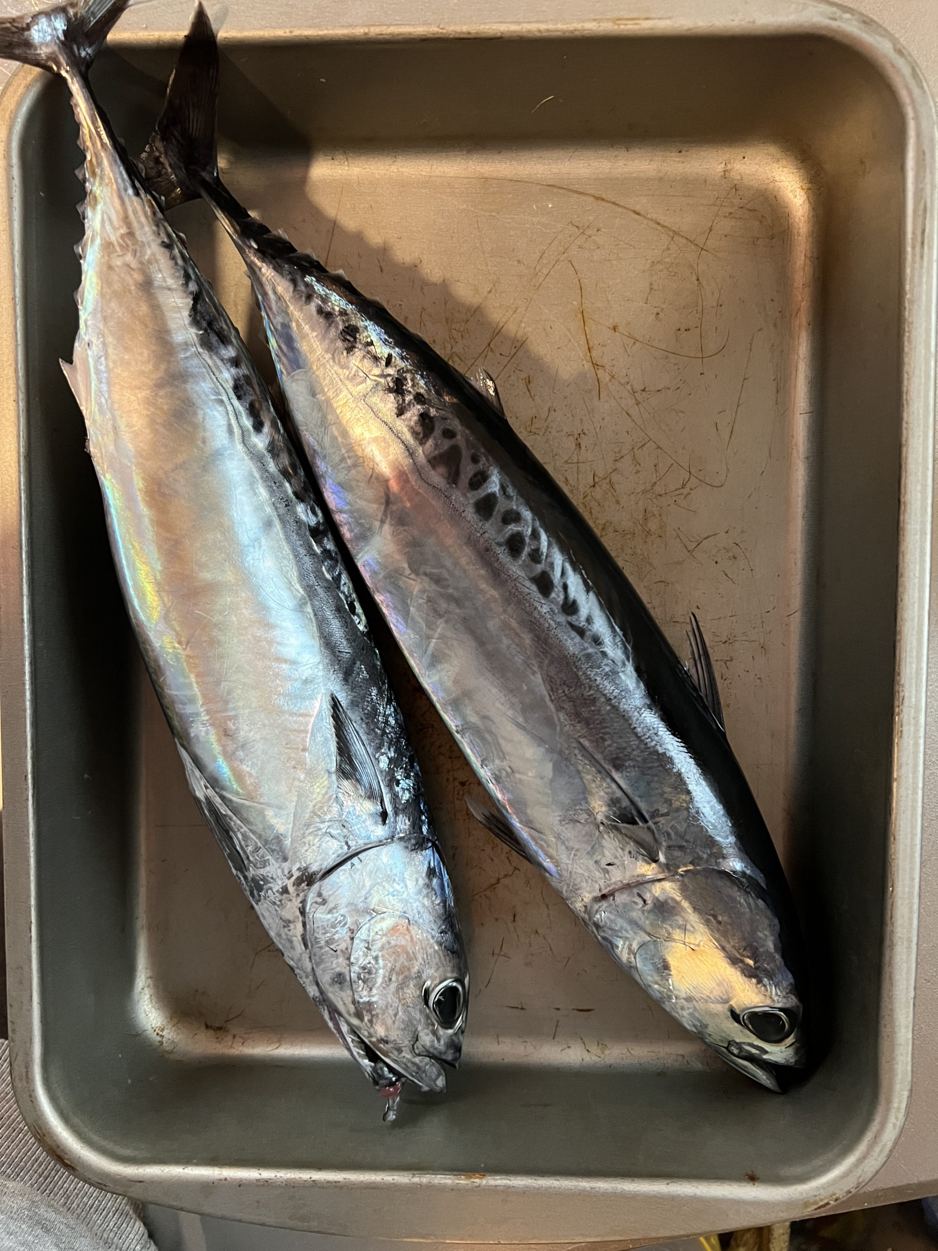 年始に西湘supフィッシングでマルソウダを釣った話 西湘supフィッシング